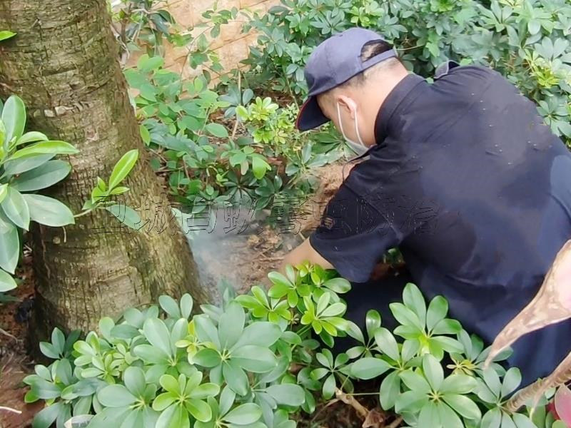 惠州家庭白蚁防治,惠州上门检测白蚁公司,惠州白蚁防治站电话号码