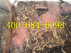 东莞清溪白蚁防治公司-白蚁为什么能消化木头？