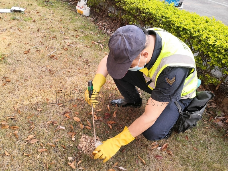 常平杀虫除虫公司，常平杀臭虫跳蚤，常平臭虫药专卖